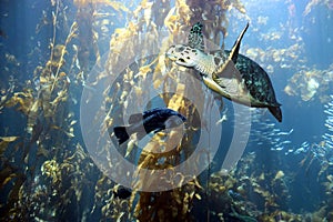 A Hawksbill Turtle Flies Through the Kelp Forest w/ Rockfish photo