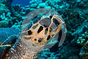 Hawksbill turtle head