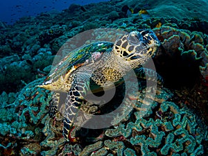 Hawksbill Turtle Hello