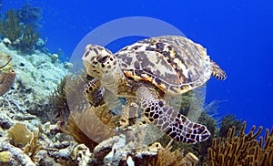 Hawksbill Turtle photo