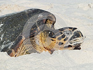 Hawksbill Turtle Nesting