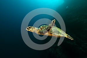 Hawksbill turtle in the Red Sea.