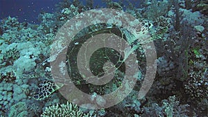 Hawksbill Turtle in the Red Sea