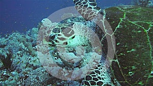 Hawksbill Turtle in the Red Sea