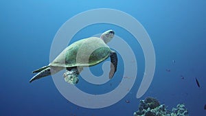Hawksbill Turtle in the Red Sea