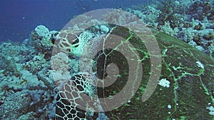 Hawksbill Turtle in the Red Sea