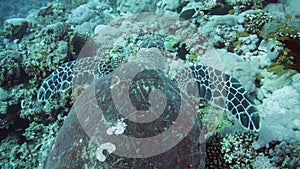 Hawksbill Turtle in the Red Sea