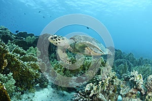 A hawksbill turtle in the Red Sea