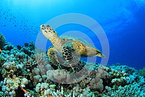 Hawksbill Turtle on reef