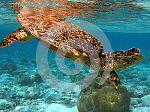 Hawksbill Turtle in the sea photo