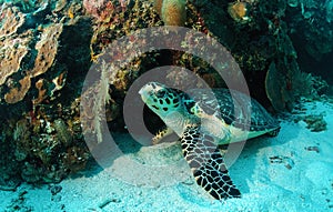 Hawksbill turtle on sea bottom