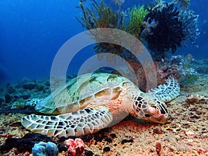 The Hawksbill Turtle sleeping on the earth floor underwater during a leisure dive in Mabul Island, Semporna, Tawau. Sabah, Borneo.