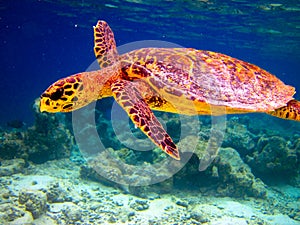 Hawksbill Turtle swiming like flying