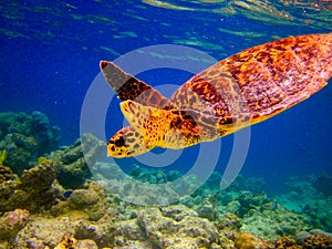 Hawksbill Turtle swiming like flying