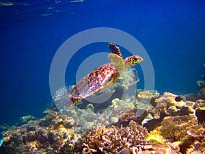 Hawksbill Turtle swiming like flying