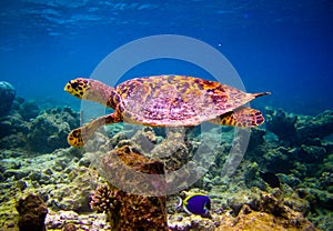 Hawksbill Turtle swiming like flying