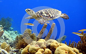 Hawksbill Turtle