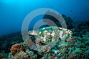 Hawksbill Turtle swimming around the coral reefs in Gili, Lombok, Nusa Tenggara Barat, Indonesia underwater photo