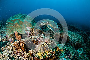 Hawksbill Turtle swimming around the coral reefs in Gili, Lombok, Nusa Tenggara Barat, Indonesia underwater photo