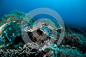 Hawksbill Turtle swimming around the coral reefs in Gili, Lombok, Nusa Tenggara Barat, Indonesia underwater photo