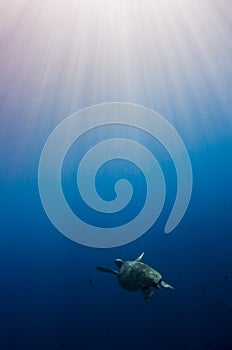 Hawksbill turtle swimming in a sunlit ocean