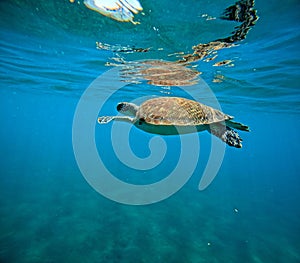 hawksbill turtle swimming at the surface of the sea, underwater photo