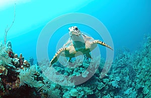 Hawksbill turtle under water