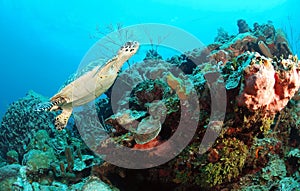 Hawksbill turtle underwater