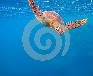 Hawksbill Turtle underwater