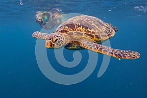 Hawksbill Turtle underwater with admiring tourists