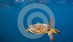 Hawksbill Turtle underwater