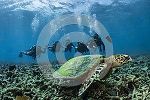 Hawksbill turtle underwater on reef with scuba divers