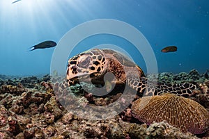 Hawksbill turtle underwater on reef scuba diving