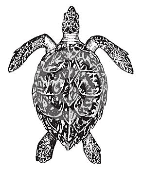 Hawksbill turtle, vintage engraving