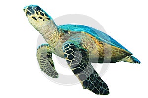 Hawksbill Turtle on white photo