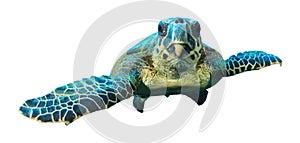 Hawksbill Turtle on white