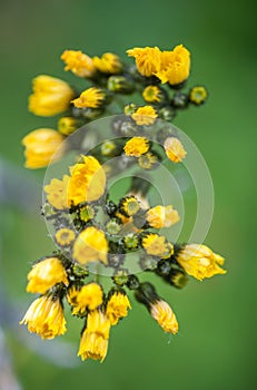 Hawkweed from Above