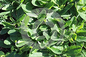Hawkweed in the garden