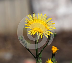 Hawkweed Or Hieracium In Bloom