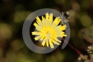 Hawkweed oxtongue Picris hieracioides