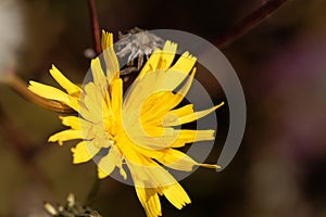 Hawkweed oxtongue Picris hieracioides