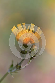 Hawkweed Pastel with Bokeh