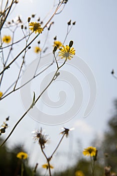 The hawkweed plant