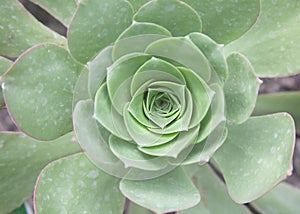 Haworth's aeonium