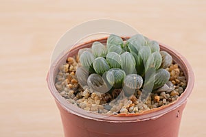 Haworthia