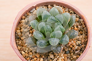 Haworthia