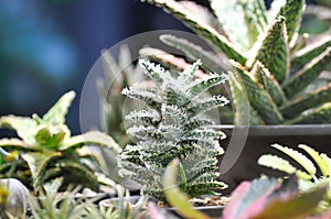 Haworthia arachnoidea or Haworthia limifolia or Haworthia Capillaris ,cactus