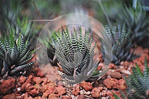 Haworthia attenuata, Cactus in garden has a brown stone around, Cacti, Cactaceae, Succulent, Tree, Drought tolerant plant.