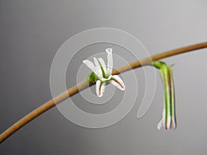 Haworthia attenuata flower