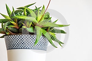 Haworthia attenuata succulent houseplant close-up.